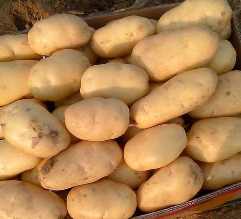 【实力】山东土豆荷兰十五土豆货源充足产地直供