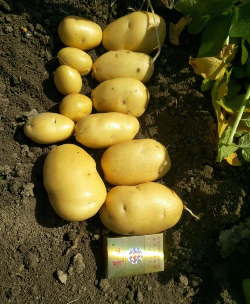 【实力】山东土豆荷兰十五土豆货源充足产地直供