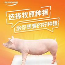 出售高产原种小母猪太湖原种小母猪可发货视屏