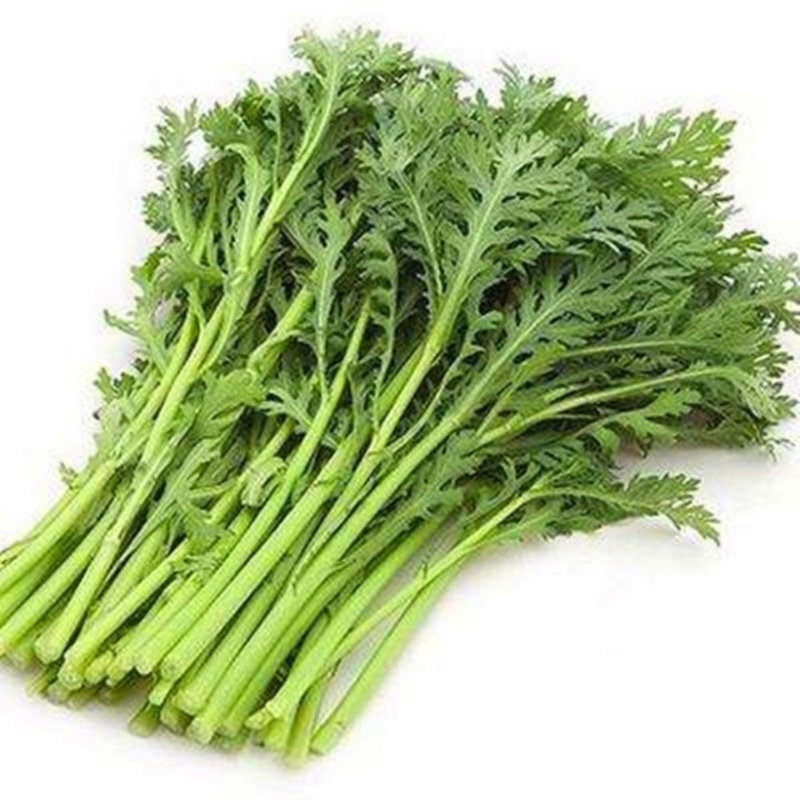 【视频拿茼蒿】小叶茼蒿江苏淮安茼蒿基地直供市场商超电联优惠