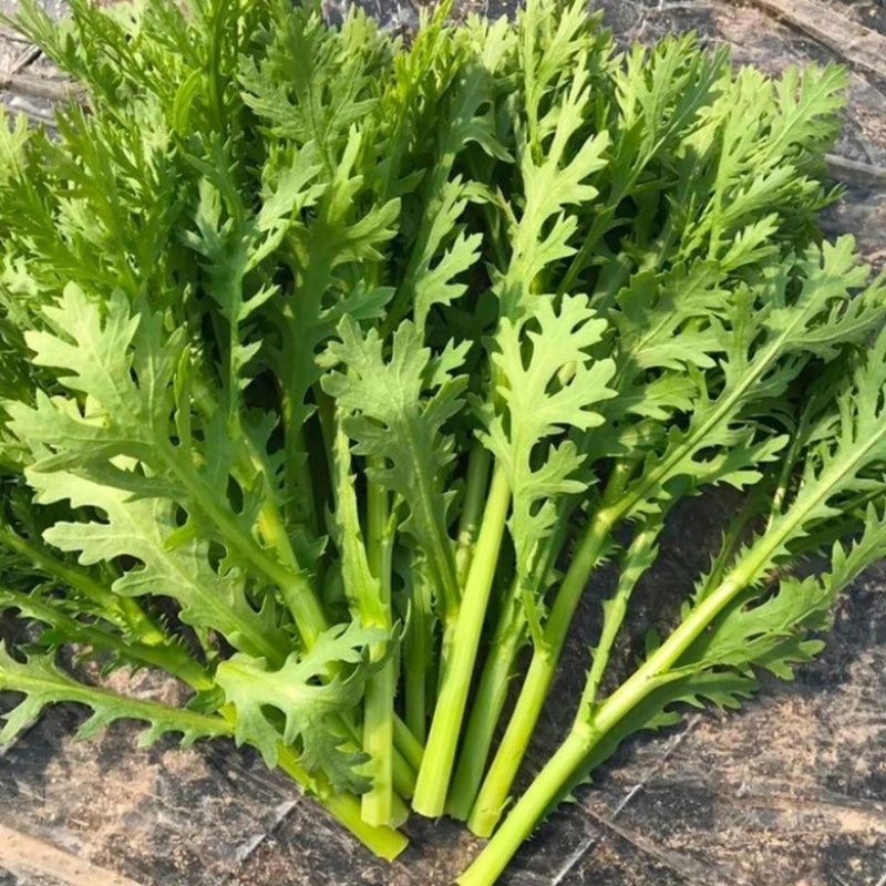 【视频拿茼蒿】小叶茼蒿江苏淮安茼蒿基地直供市场商超电联优惠