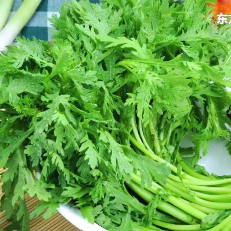【视频拿茼蒿】小叶茼蒿江苏淮安茼蒿基地直供市场商超电联优惠