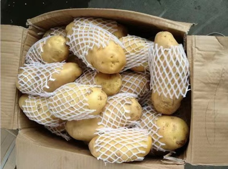 【实力】山东土豆荷兰十五土豆货源充足产地直供