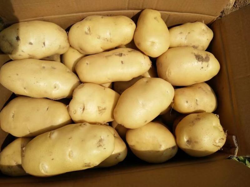 【实力】山东土豆荷兰十五土豆货源充足产地直供