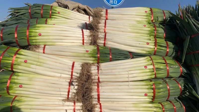 《推荐》河北邯郸，优质大葱，长白大葱，铁杆大葱，均有货