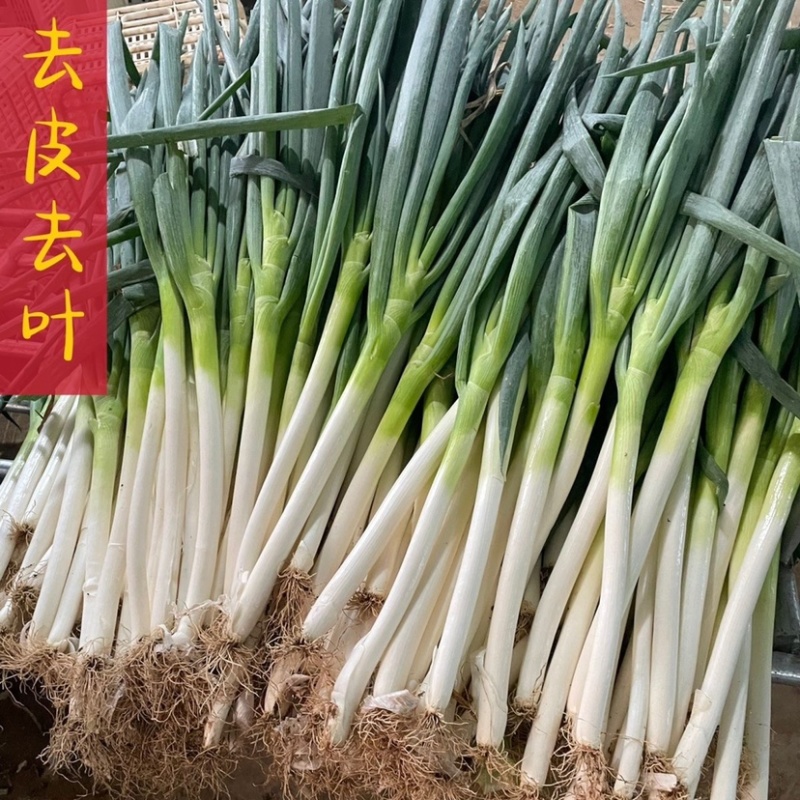 《推荐》河北邯郸，优质大葱，长白大葱，铁杆大葱，均有货