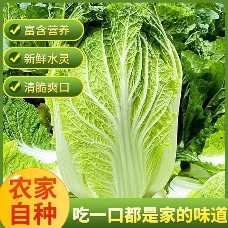 《精品》河北邯郸黄心白菜，大量有货，质优价廉，需要的联系
