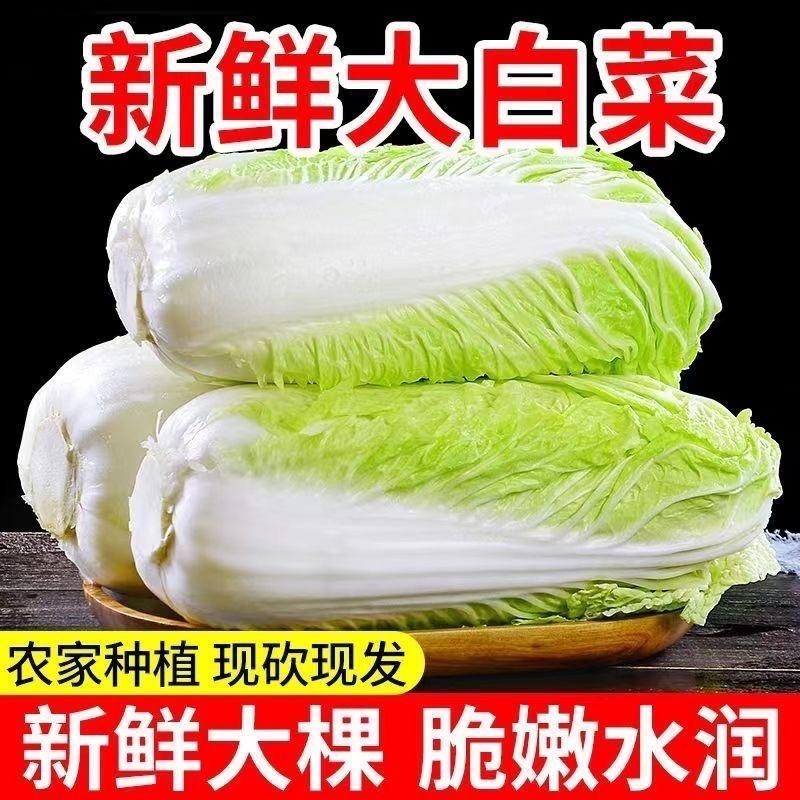 《精品》河北邯郸黄心白菜，大量有货，质优价廉，需要的联系