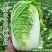 《精品》河北邯郸黄心白菜，大量有货，质优价廉，需要的联系