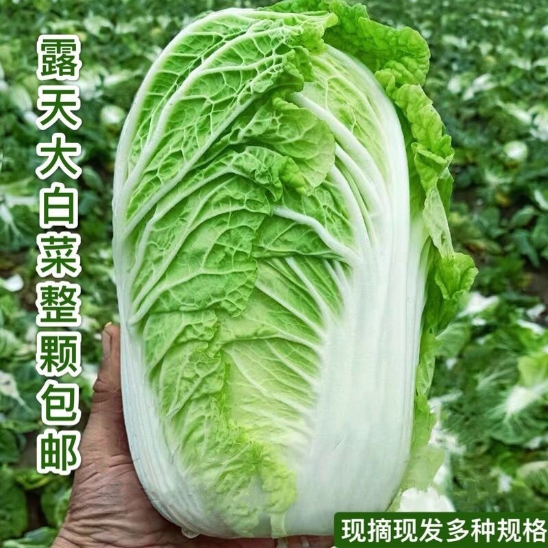 《精品》河北邯郸黄心白菜，大量有货，质优价廉，需要的联系