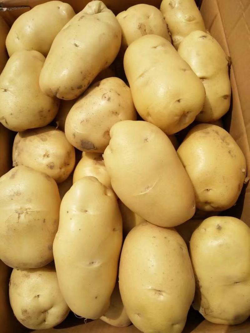 荷兰十五土豆规格肥硕质优价廉产地一手货源