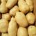 荷兰十五土豆规格肥硕质优价廉产地一手货源