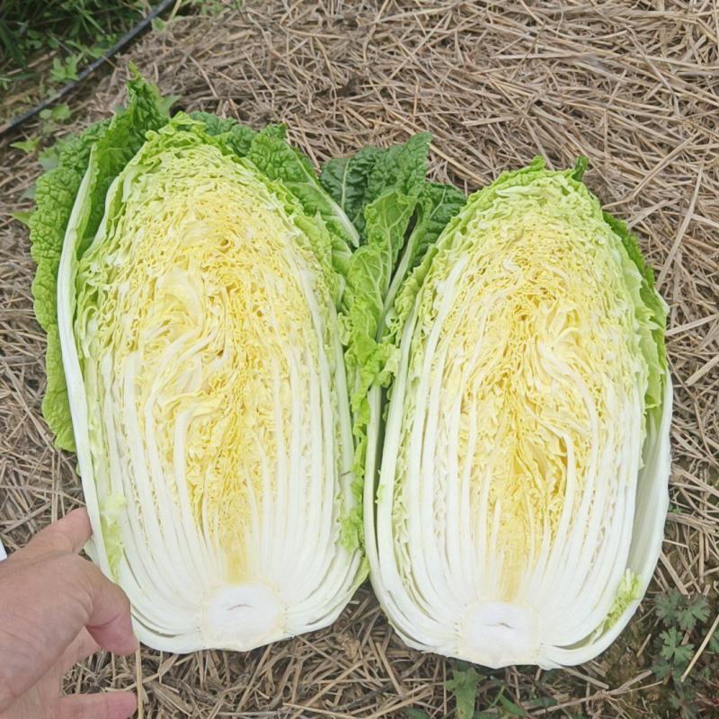 黄心白菜，千亩基地，大量供应，支持各种包装