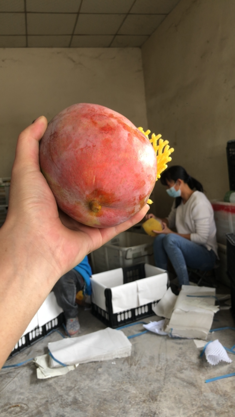攀枝花凯特芒果，大量上市中，果型适中外表光泽