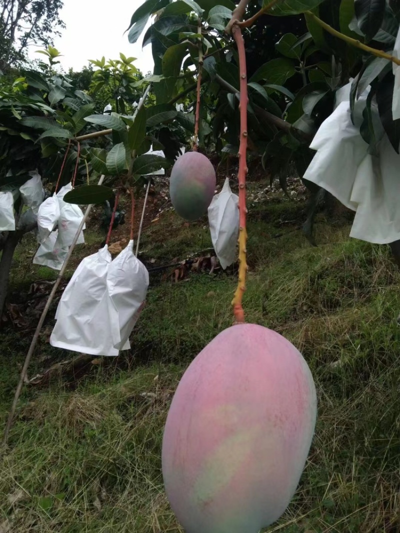 攀枝花凯特芒果，大量上市中，果型适中外表光泽