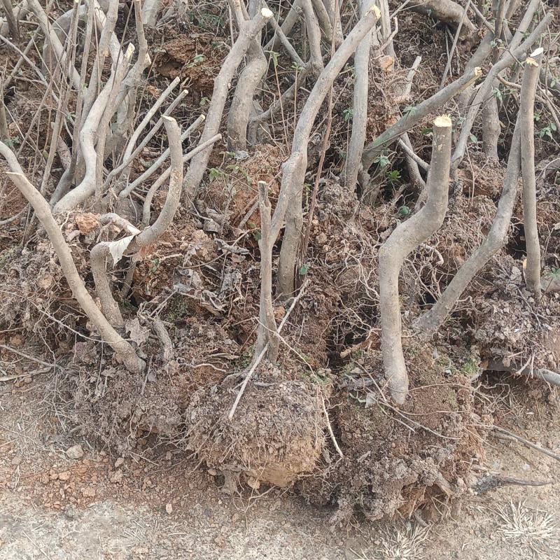 生桩映山红，40公分高，l一3杆