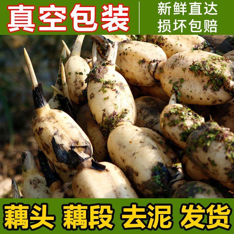【畅销】江西宜春莲藕真空包装出售价格公道可全国发货