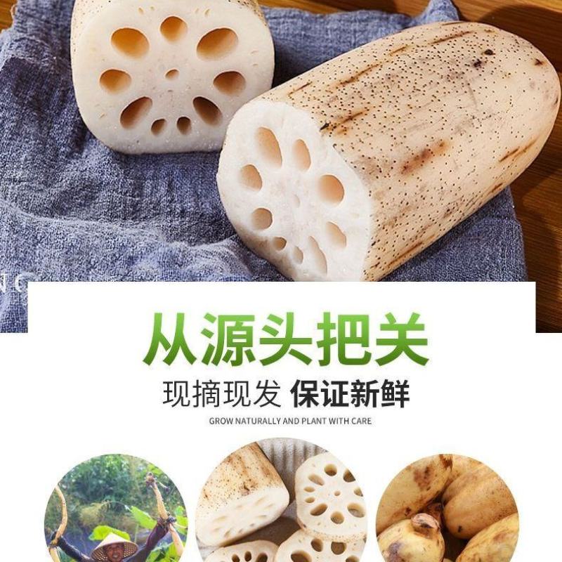 【畅销】江西宜春莲藕真空包装出售价格公道可全国发货