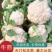 【热销】精品菜花、紧花，松花菜，一手货源，只做精品！