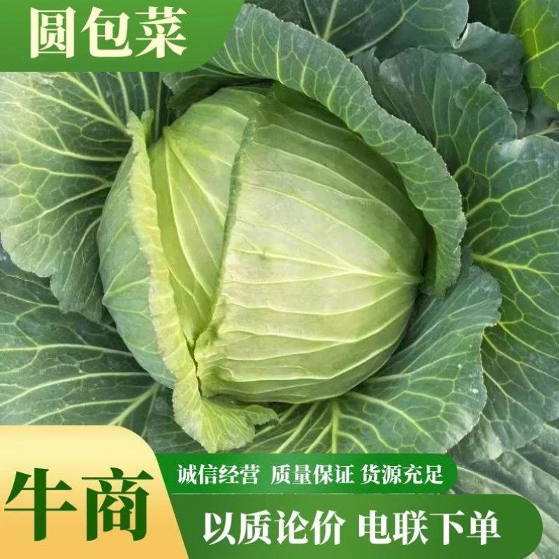 【推荐】精品甘蓝，一手货源，诚信代收，只做精品！