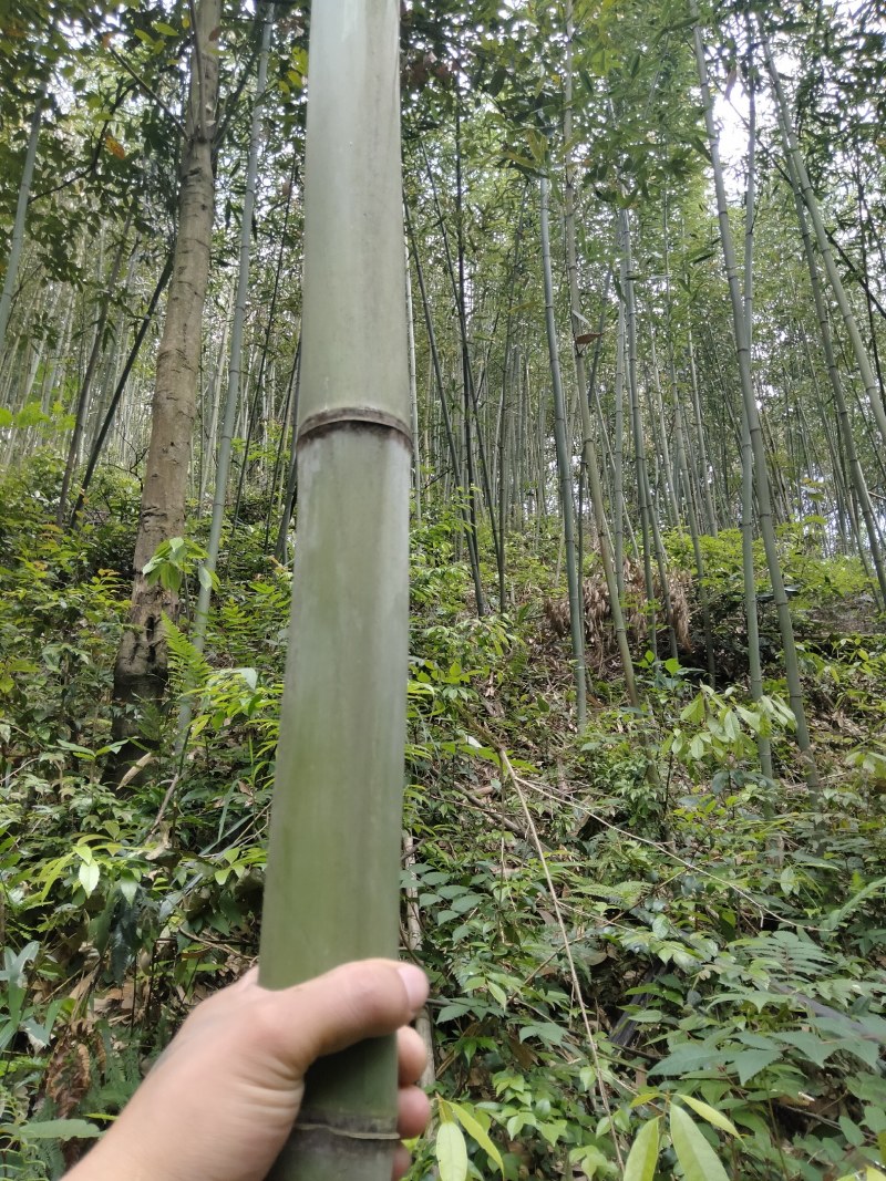 四川开江竹子