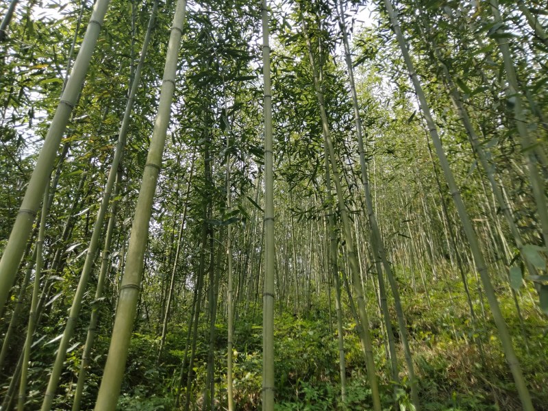 四川开江竹子