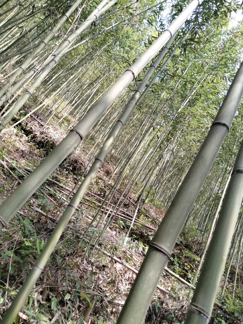 四川开江竹子