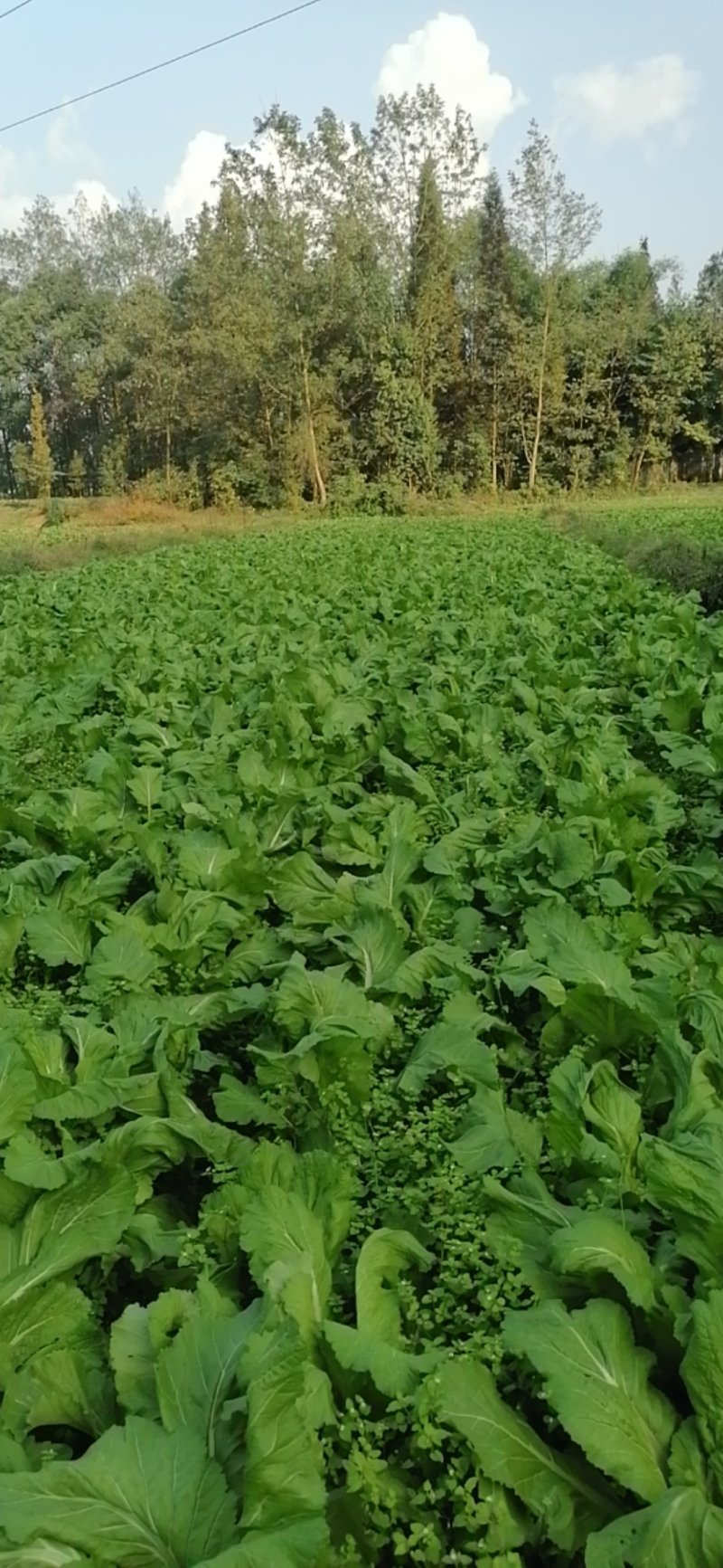 崇州儿菜大量上市