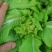 崇州儿菜大量上市