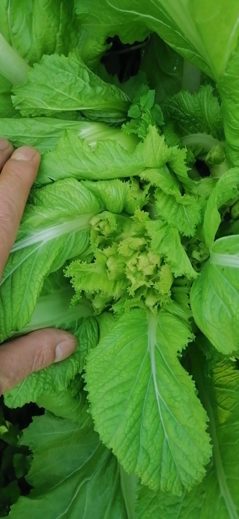 崇州儿菜大量上市