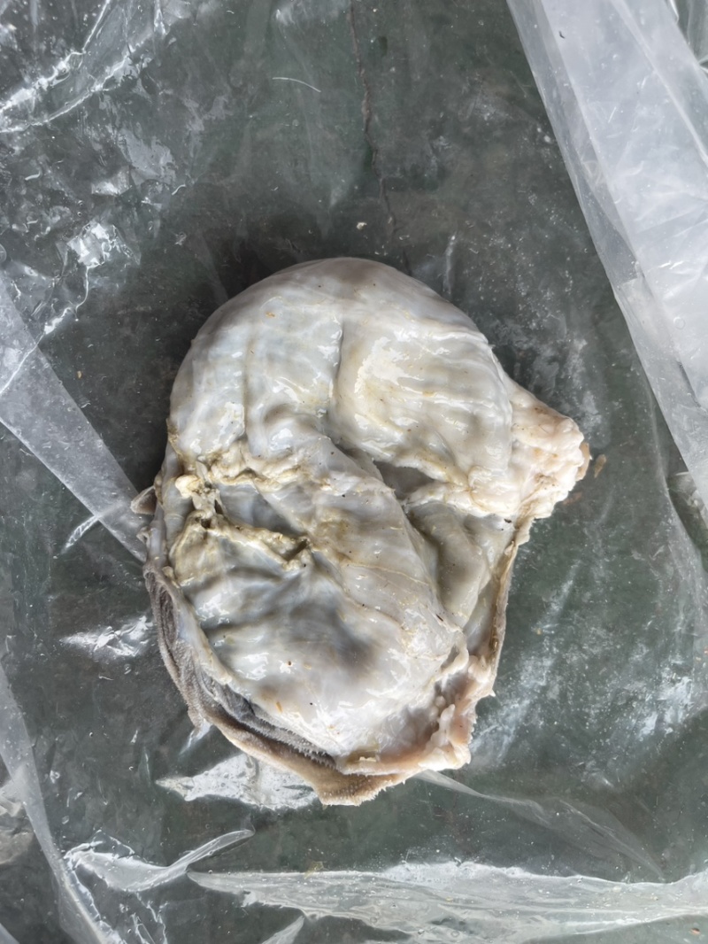 羊百叶【火锅店必备】新鲜速冻装箱，涮锅拌炒干锅均可