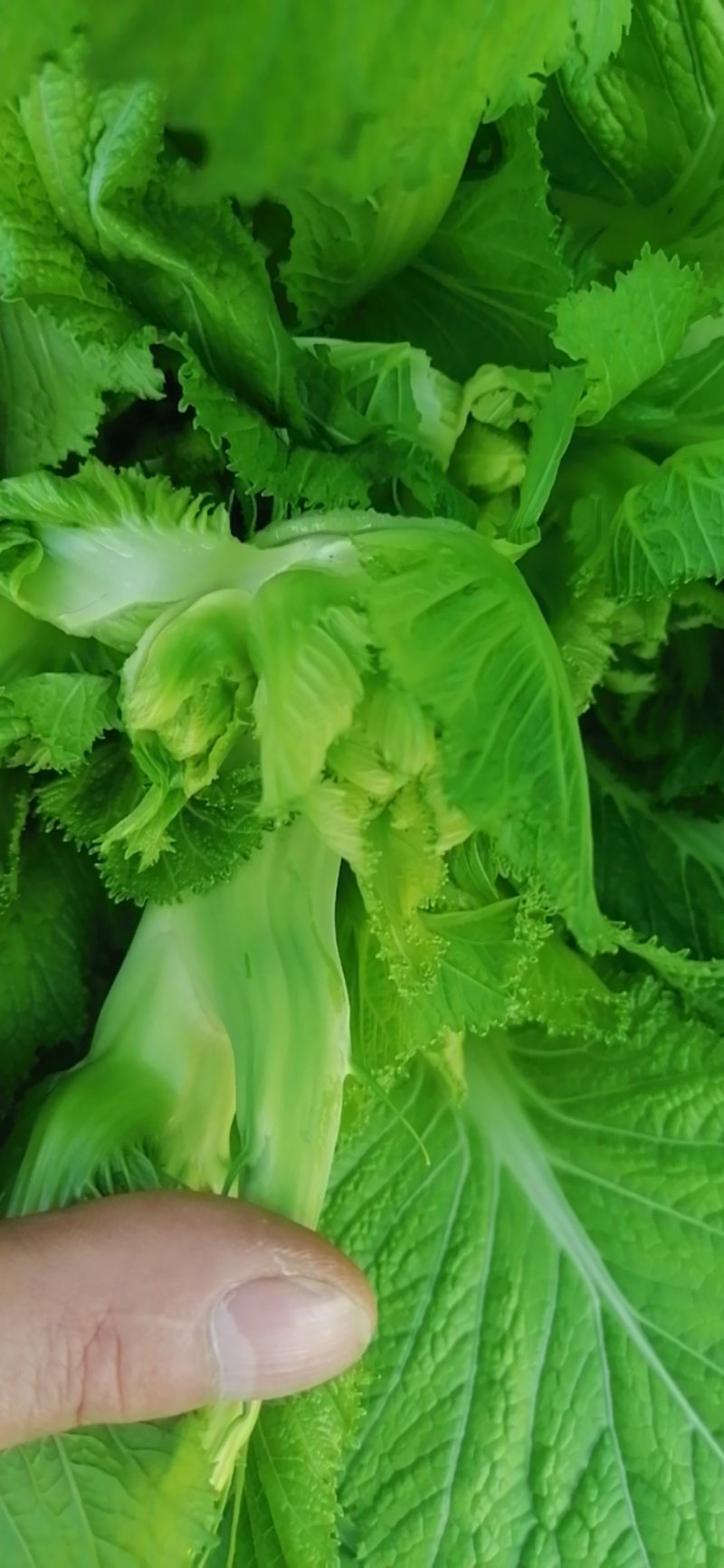 崇州儿菜大量上市