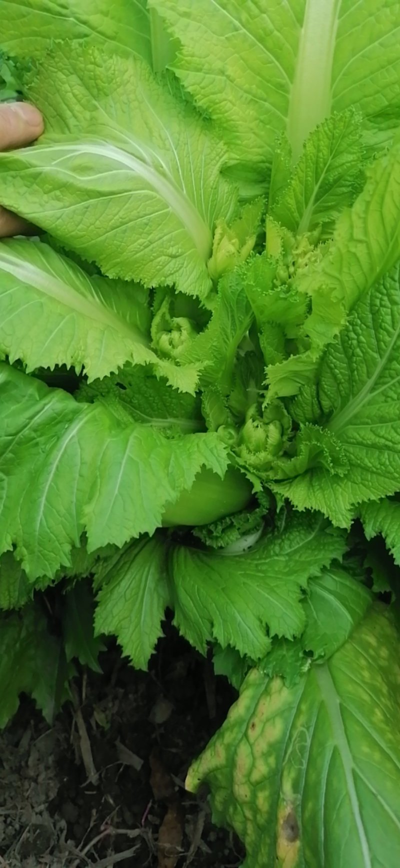 崇州儿菜大量上市