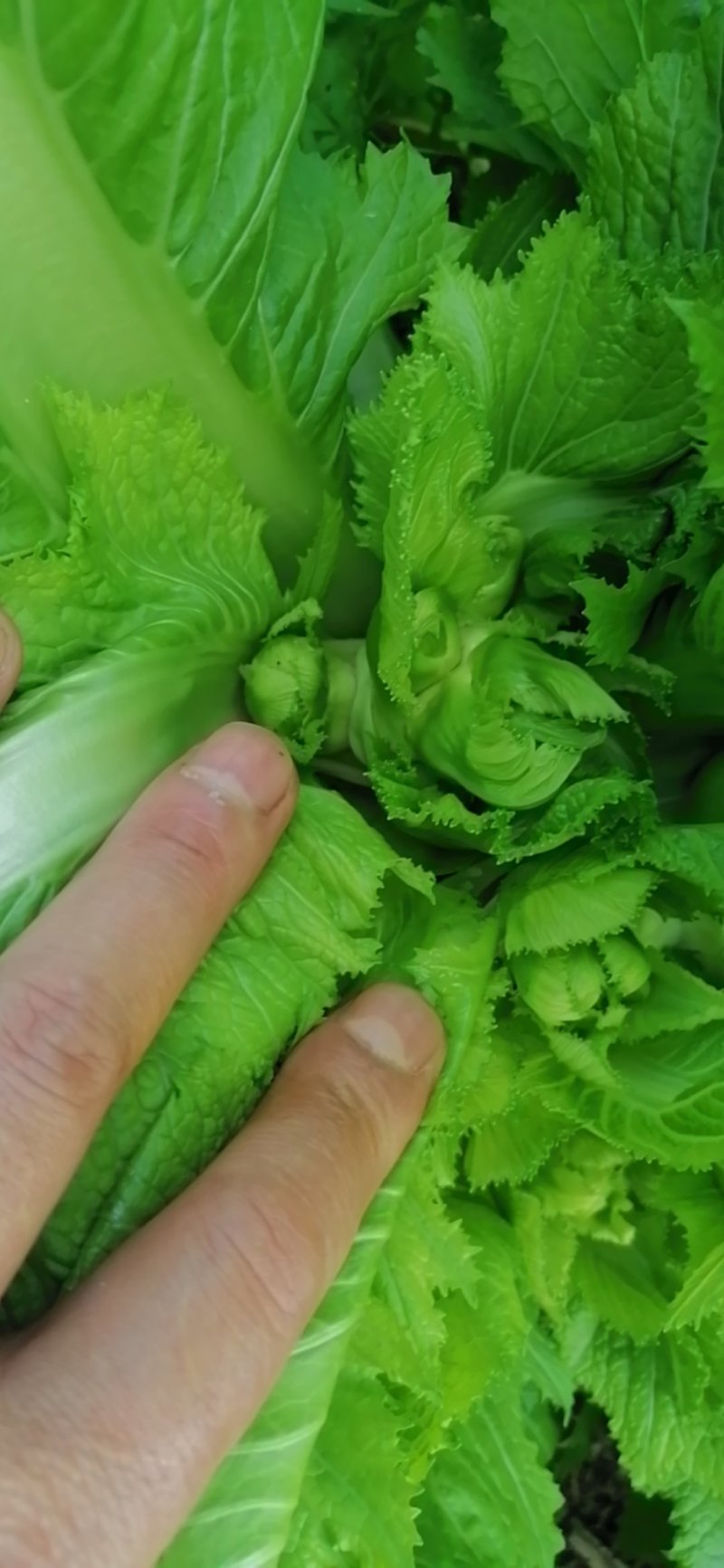 崇州儿菜大量上市