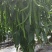 「荐」云南青辣椒，线椒，产地供应，一手货源，量大从优