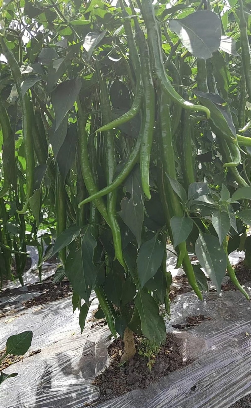 「荐」云南青辣椒，线椒，产地供应，一手货源，量大从优