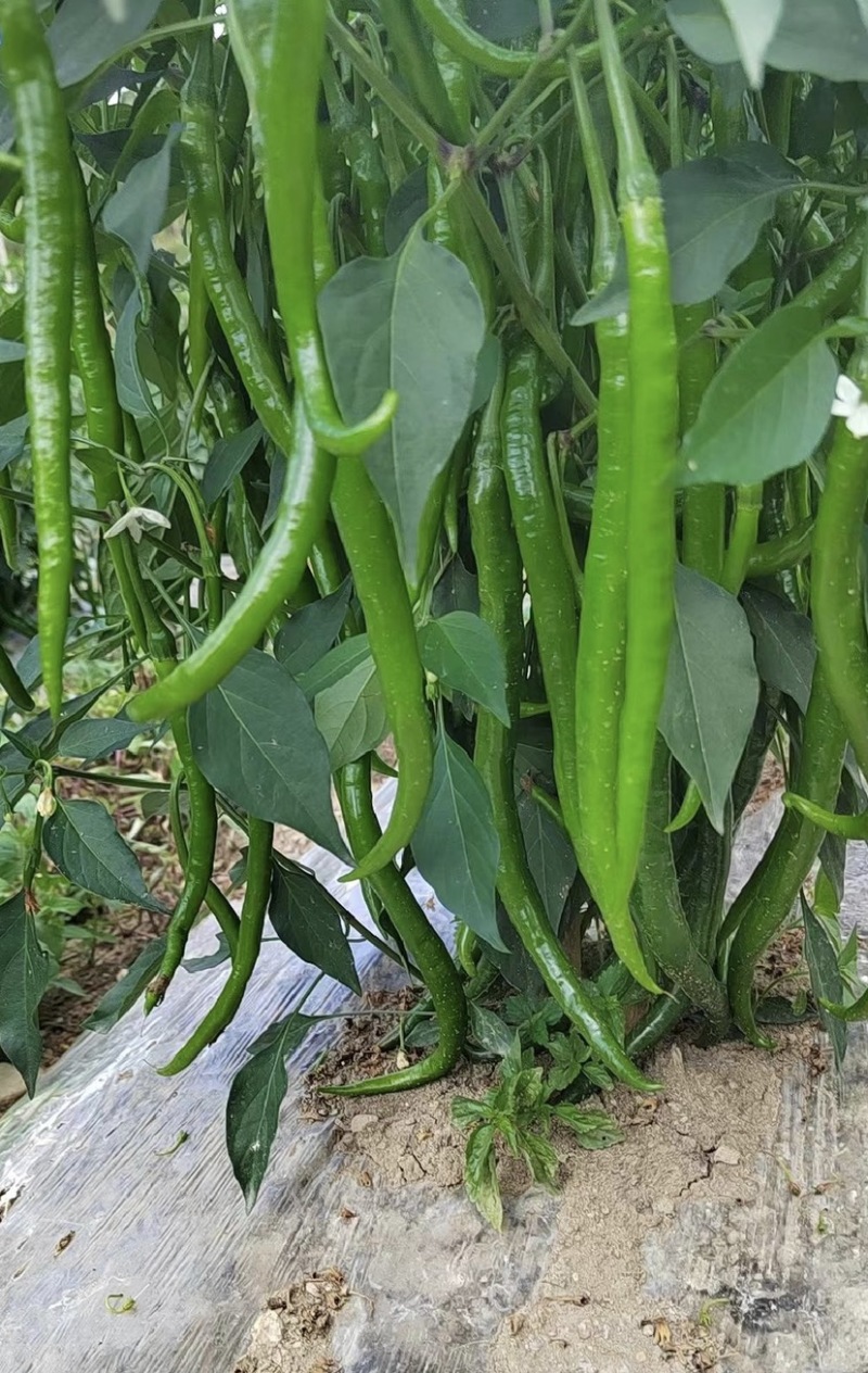 「荐」云南青辣椒，线椒，产地供应，一手货源，量大从优