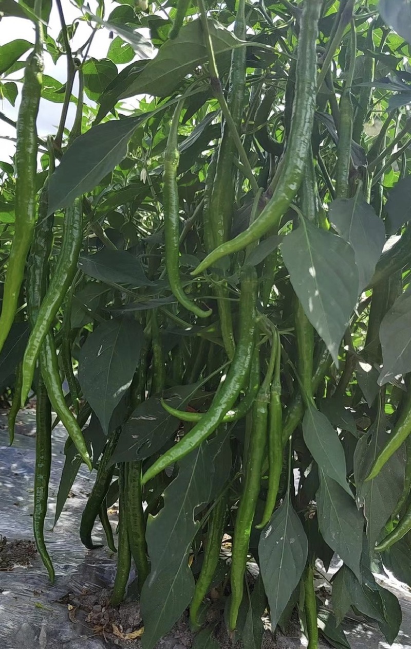 「荐」云南青辣椒，线椒，产地供应，一手货源，量大从优