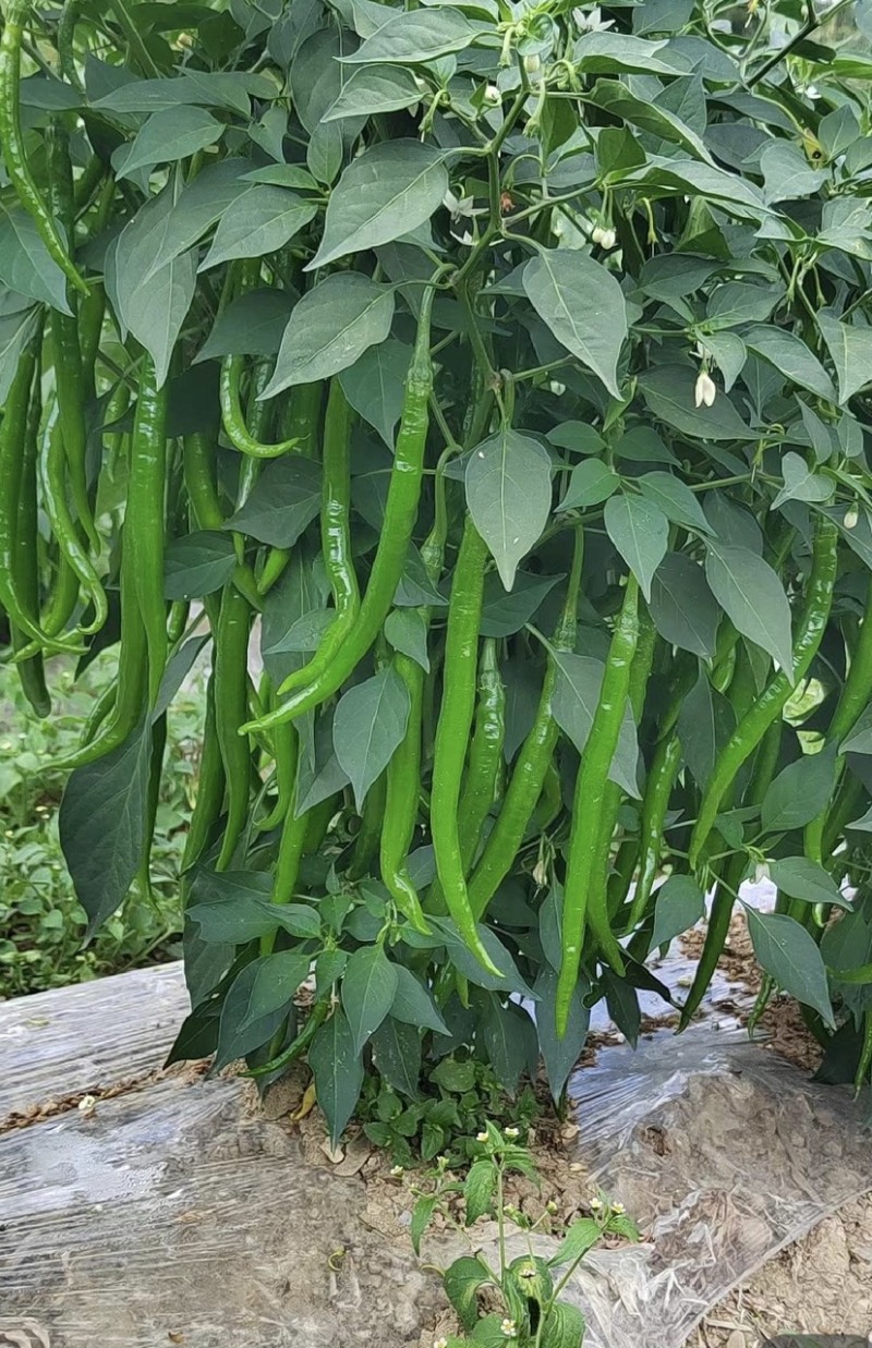 「荐」云南青辣椒，线椒，产地供应，一手货源，量大从优