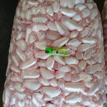 潜江鱼泡鱼鳔大量有货，一手货源产地直发，欢迎咨询