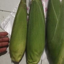 水果玉米