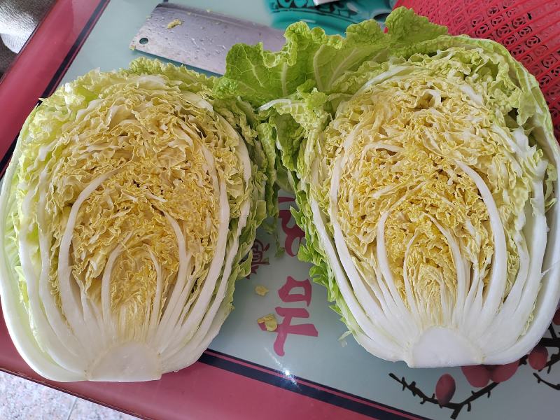 【推荐】精品黄心菜大量上市中质量好价格低商超品质