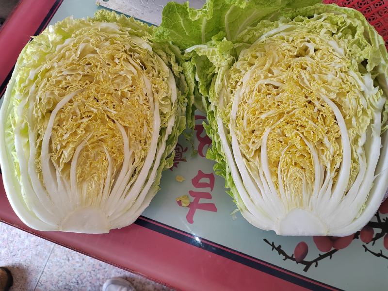 【推荐】精品黄心菜大量上市中质量好价格低商超品质