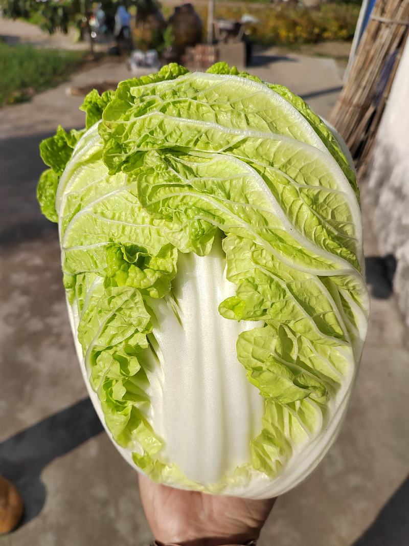 【推荐】精品黄心菜大量上市中质量好价格低商超品质