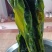 裙带菜梗片，400克，盐渍裙带菜3斤每袋