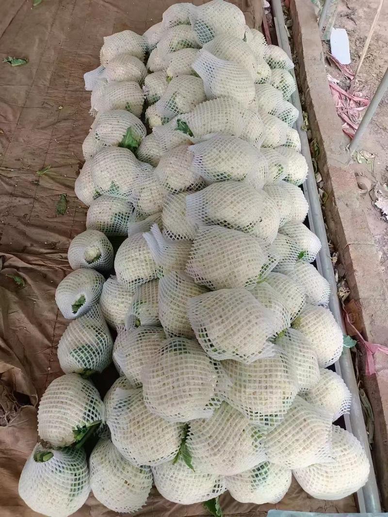 河北邯郸有机花菜，松花菜产地一手货源，大量上市，致电选购！