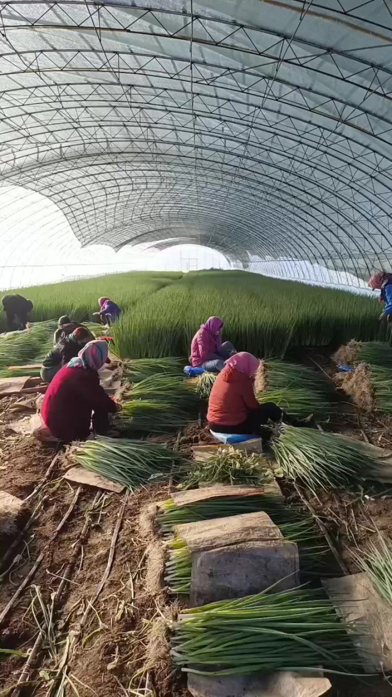 吉林香葱，万亩大棚.暖棚香葱基地，价格合理，产地供销