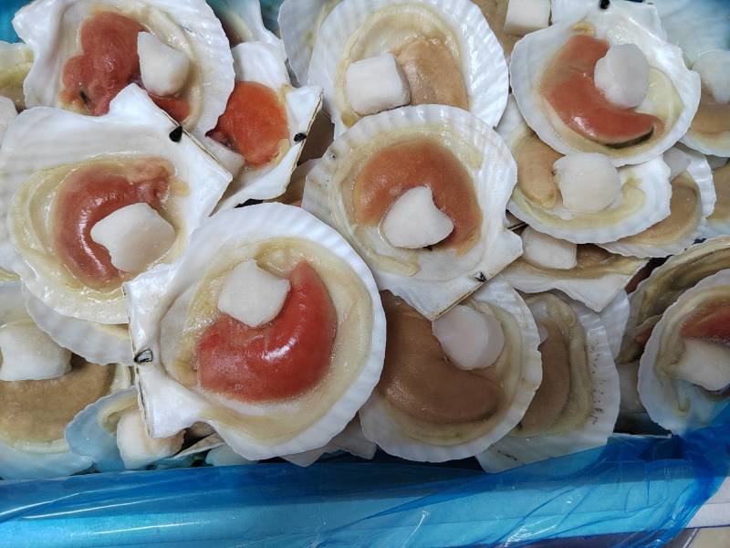 组合贝，大卵组合贝，半壳贝，夏夷贝，扇贝