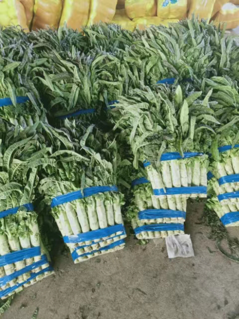 红叶香莴笋量大从优价格便宜供货量大来电采购