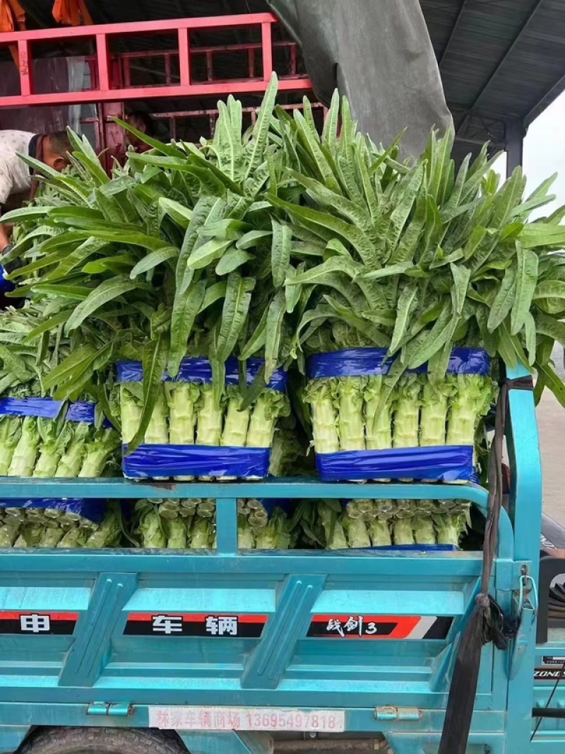 红叶香莴笋量大从优价格便宜供货量大来电采购